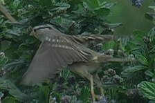 sparrow 6.jpg
